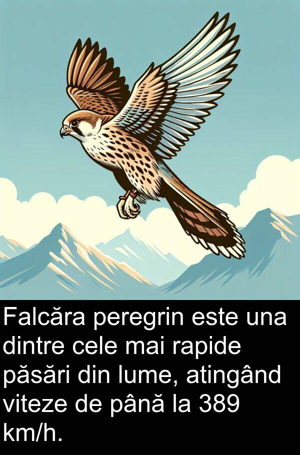 rapide: Falcăra peregrin este una dintre cele mai rapide păsări din lume, atingând viteze de până la 389 km/h.
