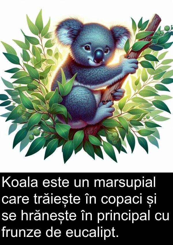 hrănește: Koala este un marsupial care trăiește în copaci și se hrănește în principal cu frunze de eucalipt.