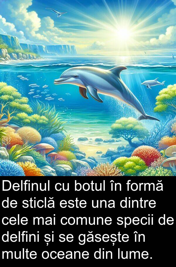 una: Delfinul cu botul în formă de sticlă este una dintre cele mai comune specii de delfini și se găsește în multe oceane din lume.