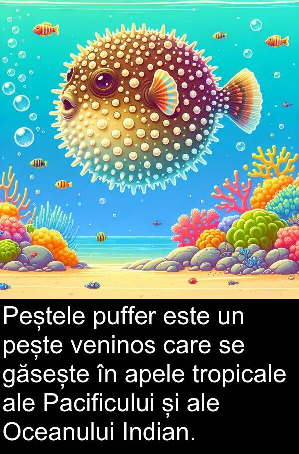 găsește: Peștele puffer este un pește veninos care se găsește în apele tropicale ale Pacificului și ale Oceanului Indian.