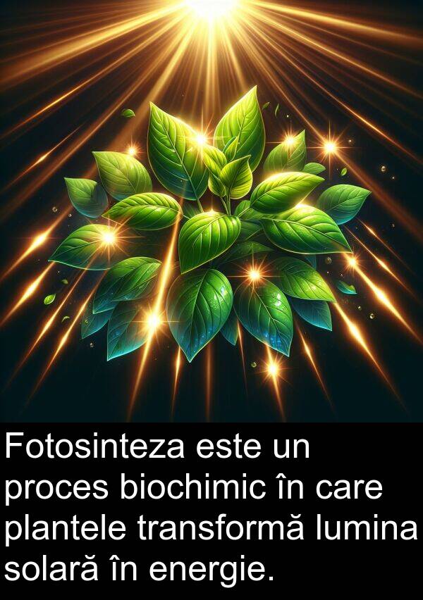 lumina: Fotosinteza este un proces biochimic în care plantele transformă lumina solară în energie.