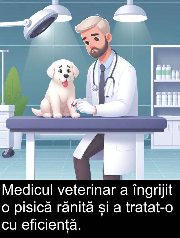 rănită: Medicul veterinar a îngrijit o pisică rănită și a tratat-o cu eficiență.
