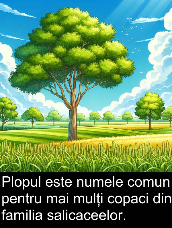 familia: Plopul este numele comun pentru mai mulți copaci din familia salicaceelor.