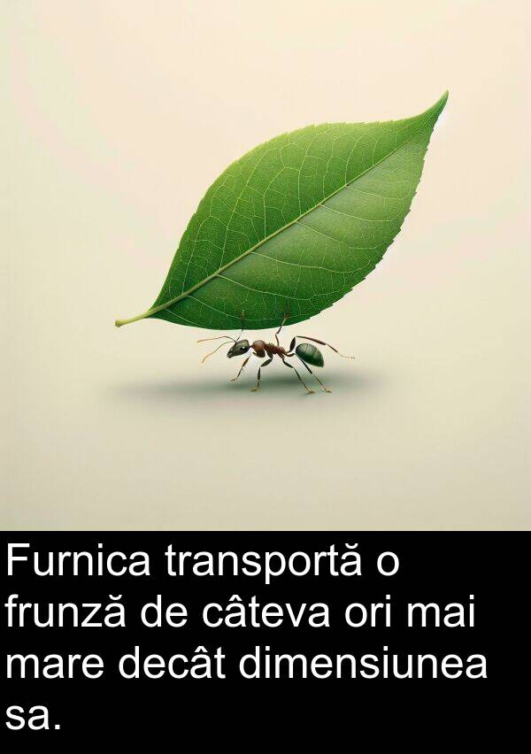 sa: Furnica transportă o frunză de câteva ori mai mare decât dimensiunea sa.