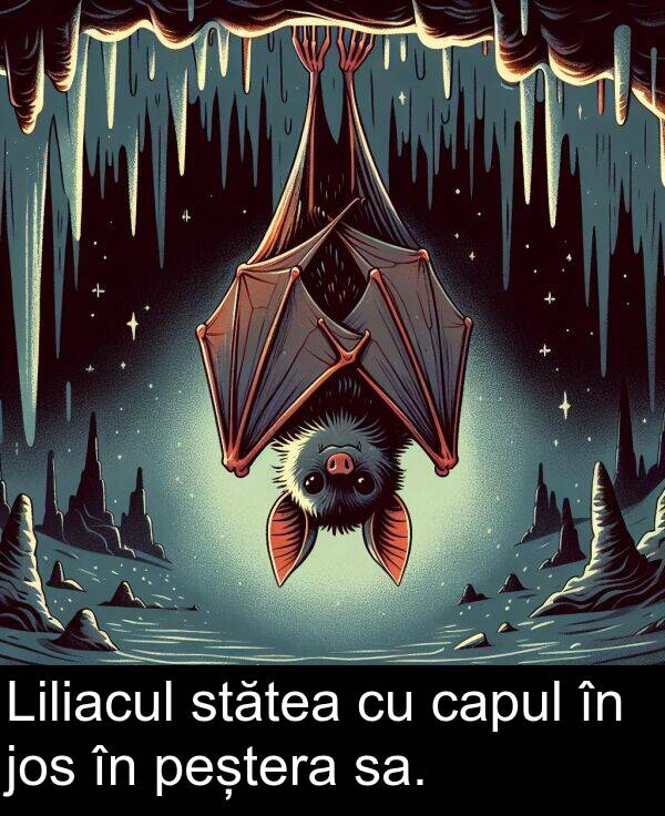 jos: Liliacul stătea cu capul în jos în peștera sa.