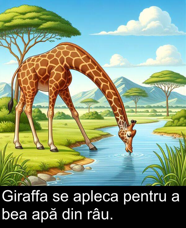 apă: Giraffa se apleca pentru a bea apă din râu.