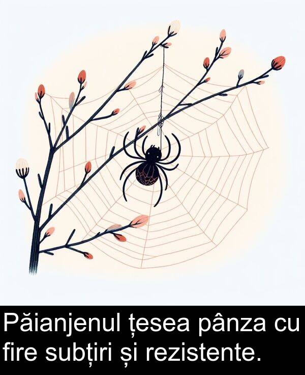 țesea: Păianjenul țesea pânza cu fire subțiri și rezistente.