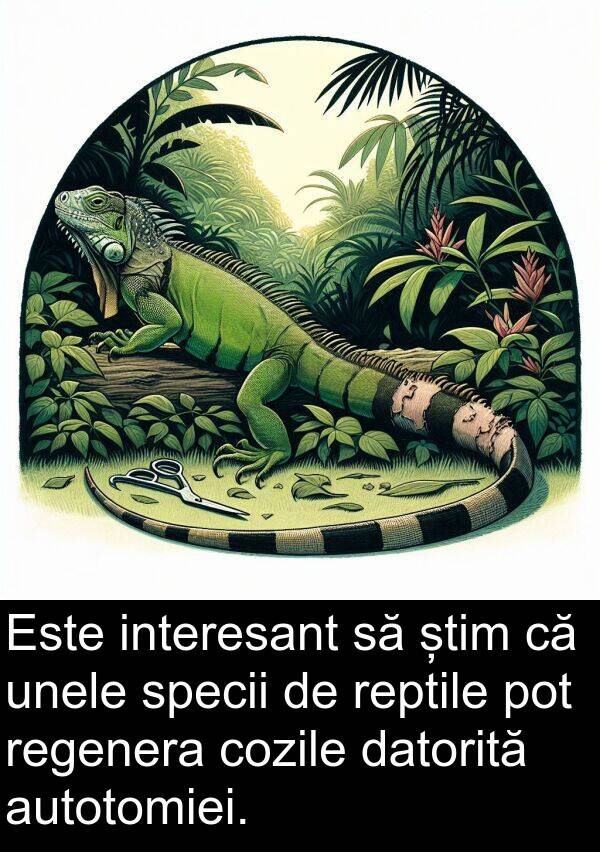 știm: Este interesant să știm că unele specii de reptile pot regenera cozile datorită autotomiei.