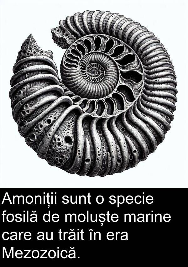 marine: Amoniții sunt o specie fosilă de moluște marine care au trăit în era Mezozoică.