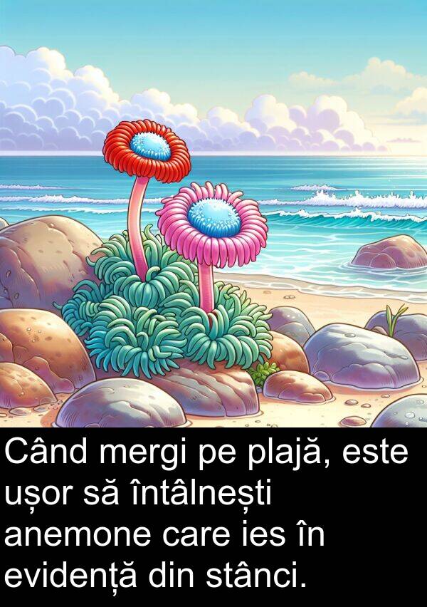 ies: Când mergi pe plajă, este ușor să întâlnești anemone care ies în evidență din stânci.