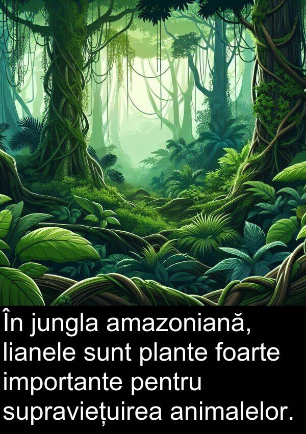 jungla: În jungla amazoniană, lianele sunt plante foarte importante pentru supraviețuirea animalelor.