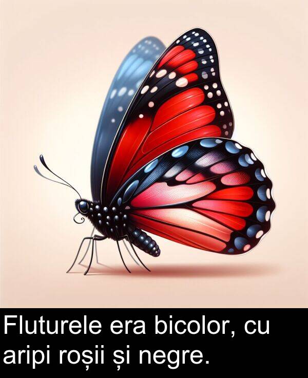 negre: Fluturele era bicolor, cu aripi roșii și negre.