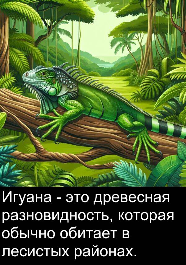 обитает: Игуана - это древесная разновидность, которая обычно обитает в лесистых районах.