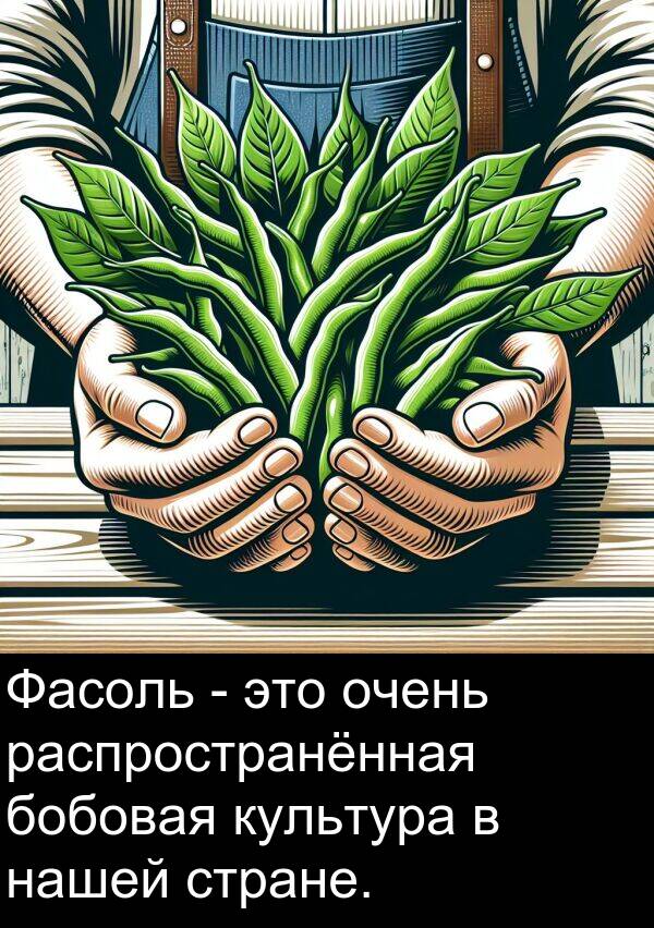 культура: Фасоль - это очень распространённая бобовая культура в нашей стране.