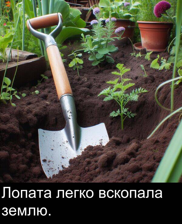 вскопала: Лопата легко вскопала землю.