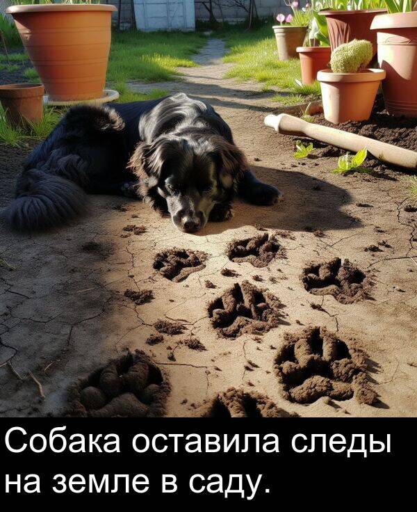 саду: Собака оставила следы на земле в саду.