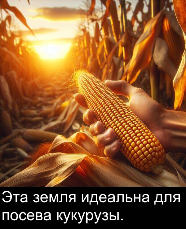кукурузы: Эта земля идеальна для посева кукурузы.