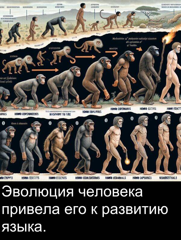 привела: Эволюция человека привела его к развитию языка.