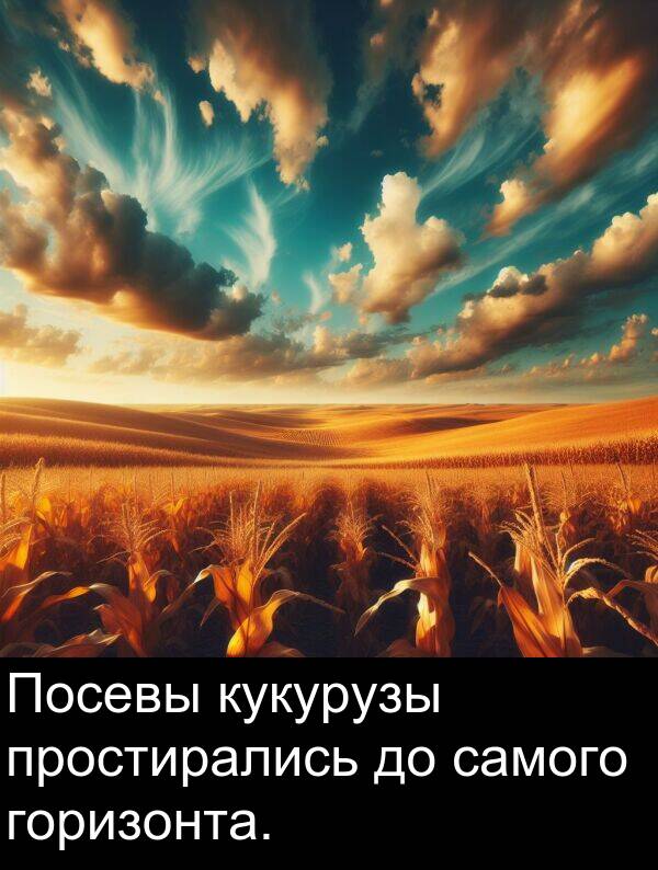 кукурузы: Посевы кукурузы простирались до самого горизонта.