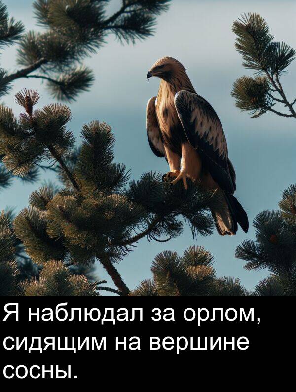 вершине: Я наблюдал за орлом, сидящим на вершине сосны.