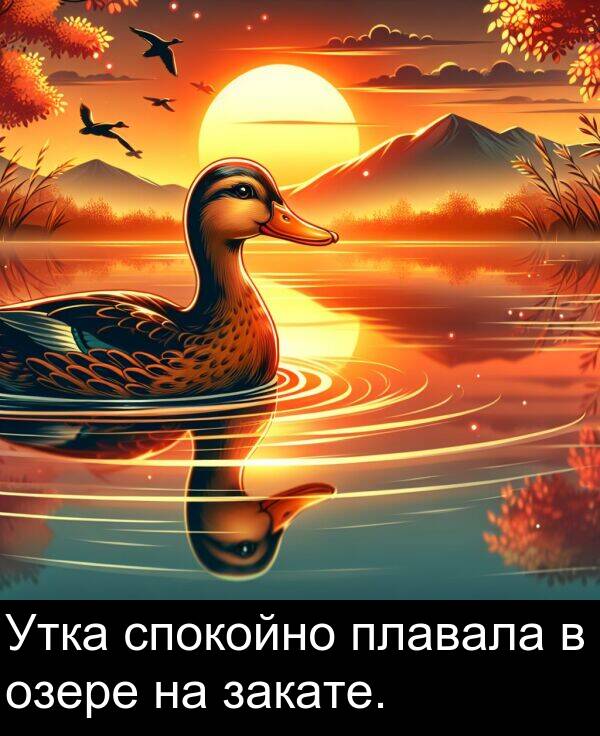 спокойно: Утка спокойно плавала в озере на закате.