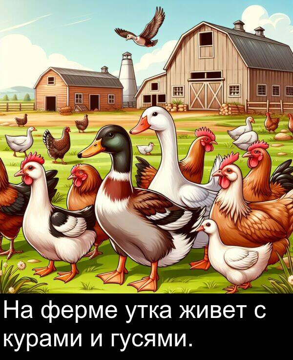 утка: На ферме утка живет с курами и гусями.