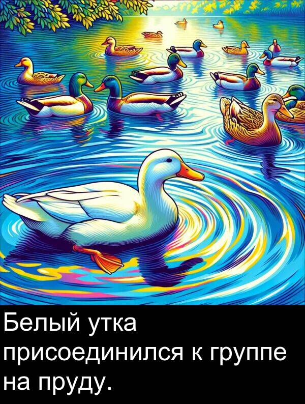 присоединился: Белый утка присоединился к группе на пруду.