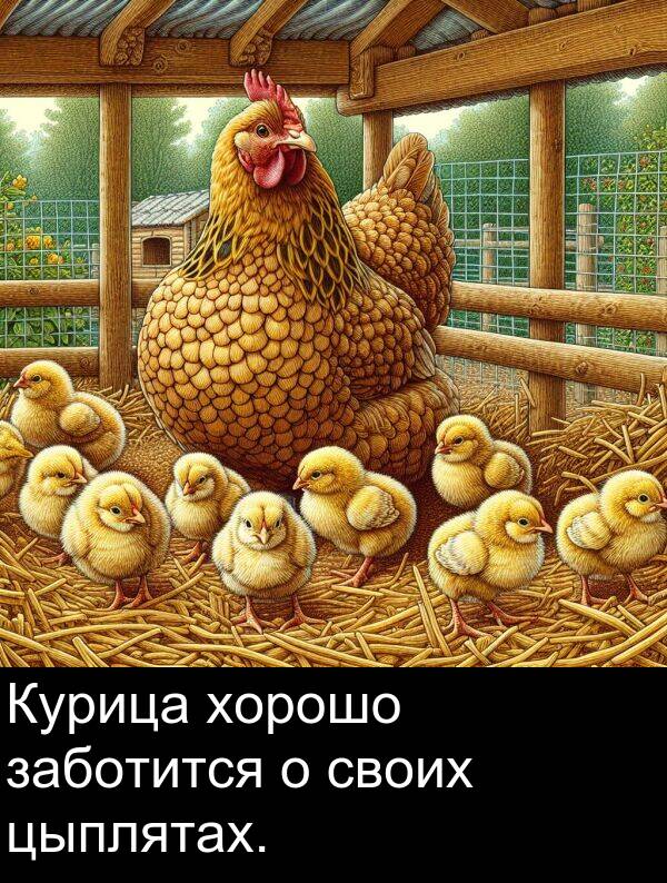 своих: Курица хорошо заботится о своих цыплятах.