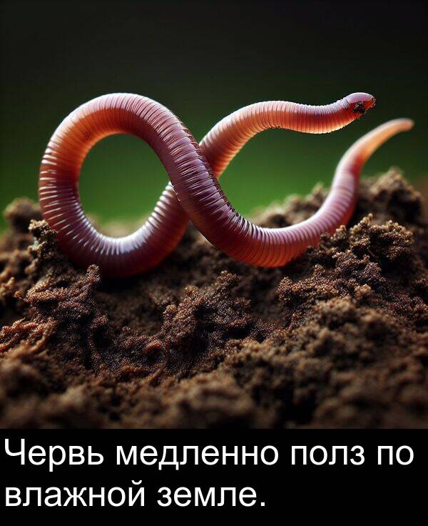 влажной: Червь медленно полз по влажной земле.