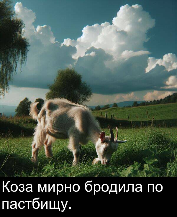 бродила: Коза мирно бродила по пастбищу.