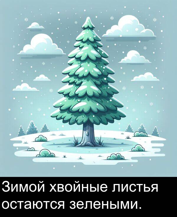 хвойные: Зимой хвойные листья остаются зелеными.