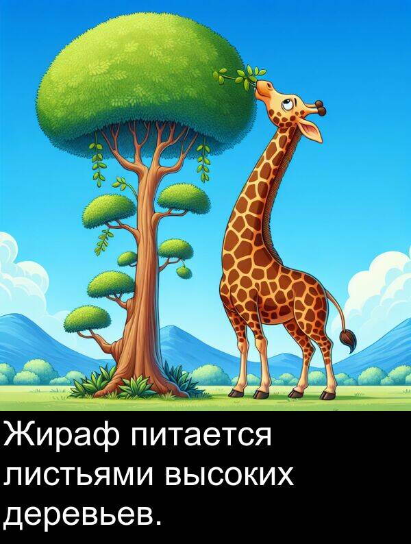 высоких: Жираф питается листьями высоких деревьев.