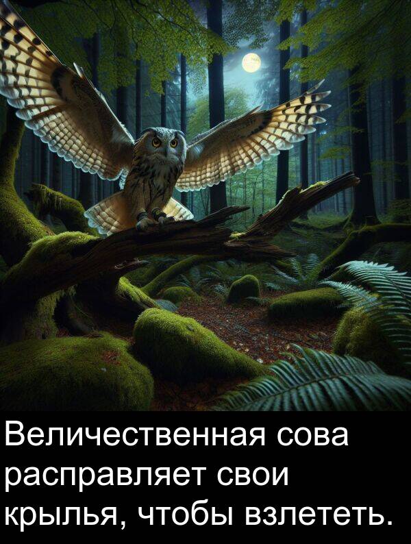 крылья: Величественная сова расправляет свои крылья, чтобы взлететь.