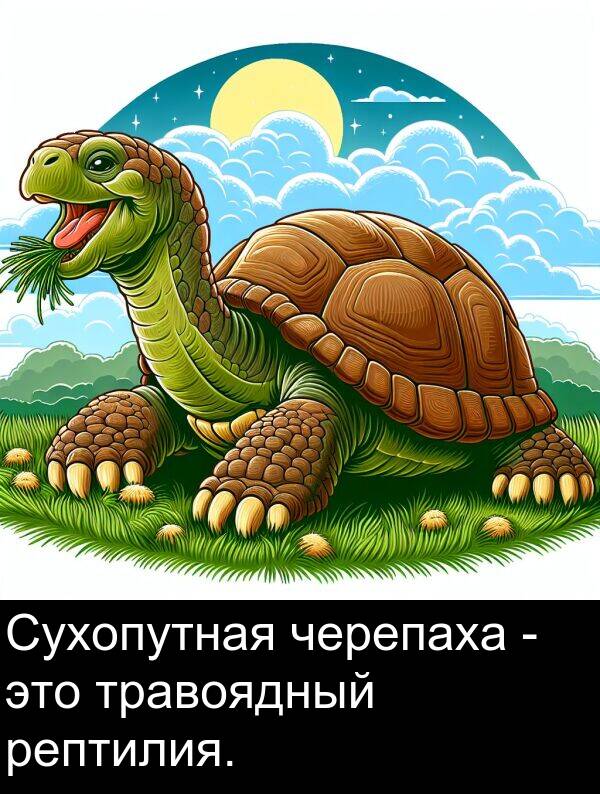 черепаха: Сухопутная черепаха - это травоядный рептилия.