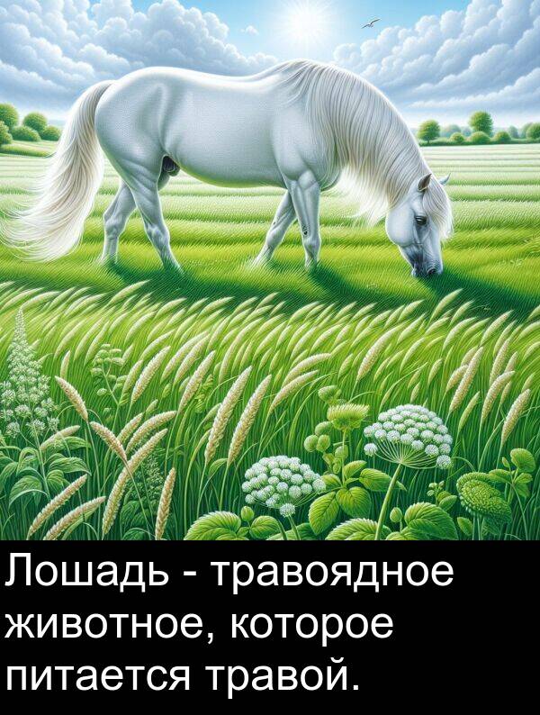 которое: Лошадь - травоядное животное, которое питается травой.