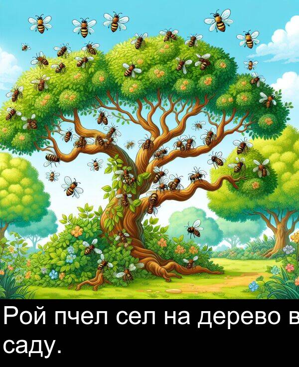 пчел: Рой пчел сел на дерево в саду.