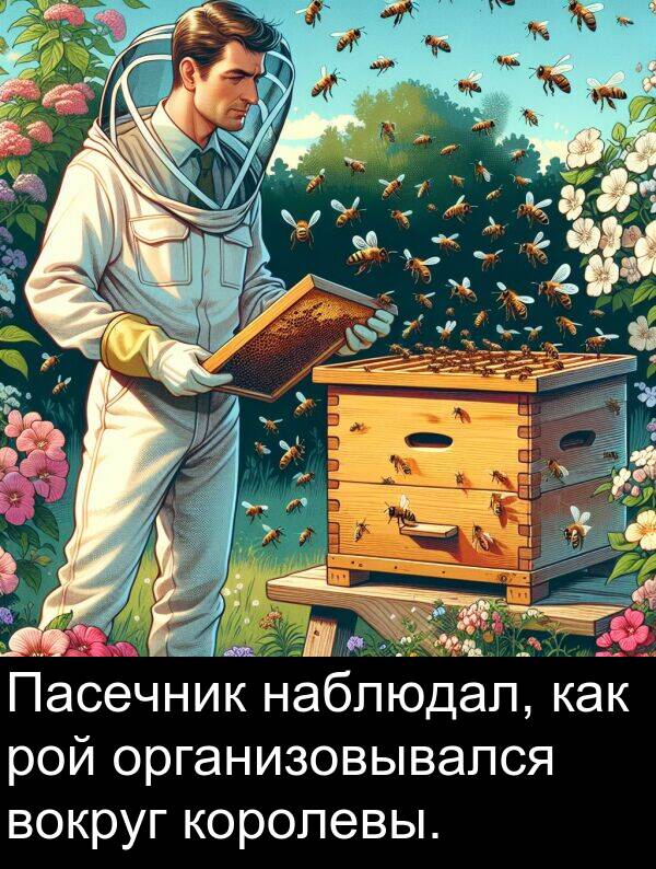 королевы: Пасечник наблюдал, как рой организовывался вокруг королевы.