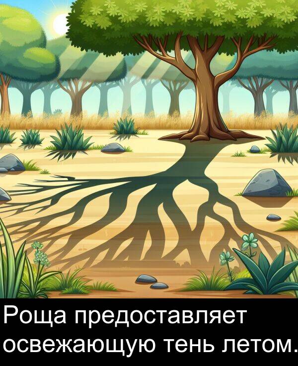 предоставляет: Роща предоставляет освежающую тень летом.