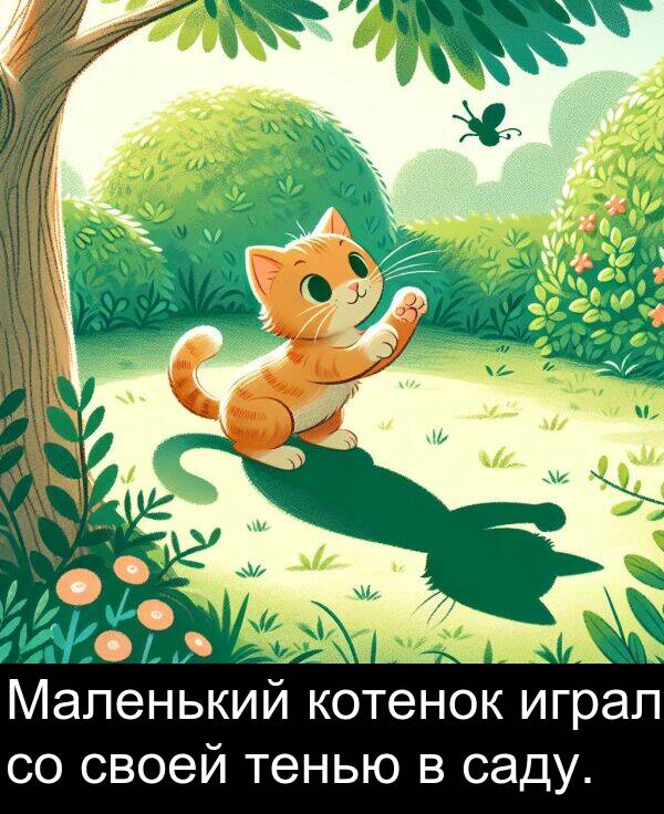 котенок: Маленький котенок играл со своей тенью в саду.