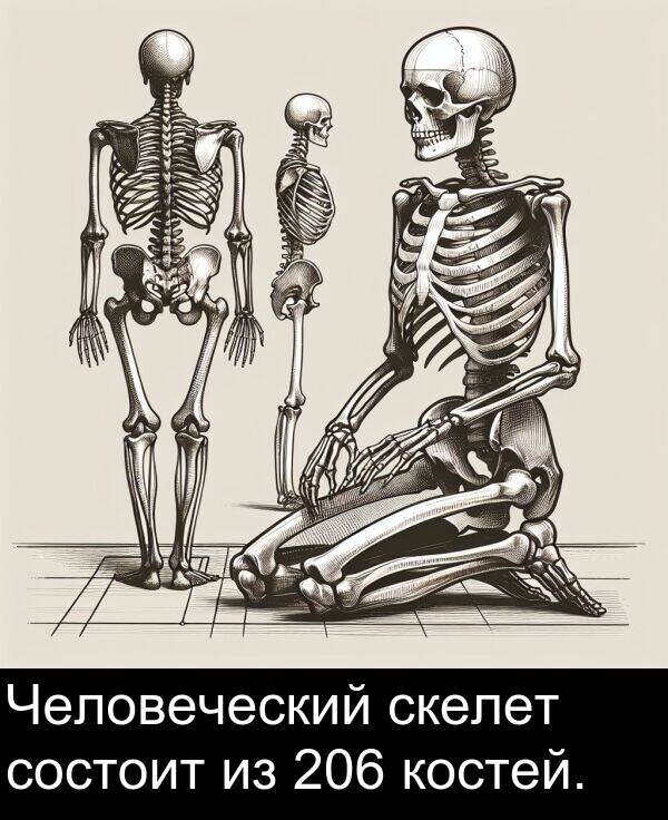 костей: Человеческий скелет состоит из 206 костей.