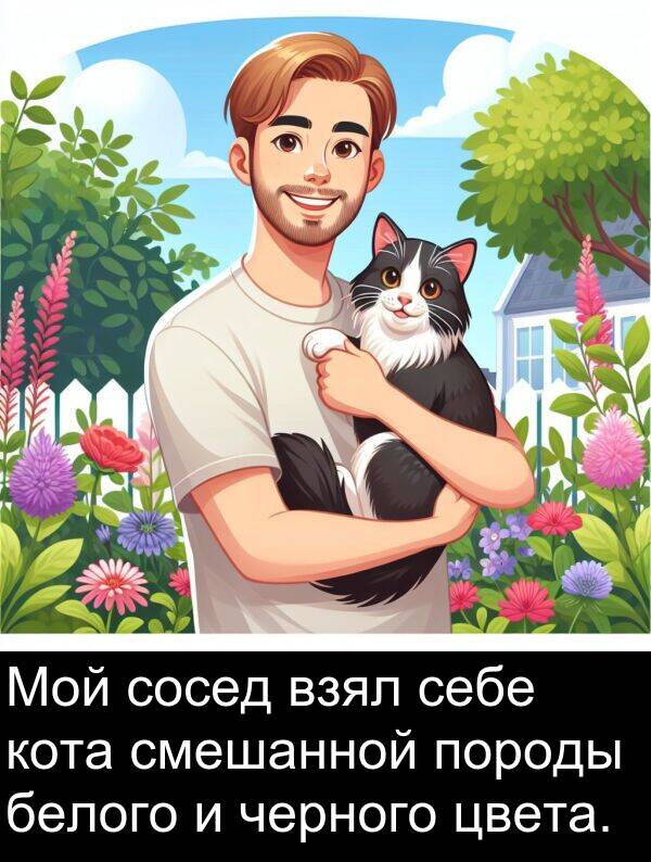 сосед: Мой сосед взял себе кота смешанной породы белого и черного цвета.