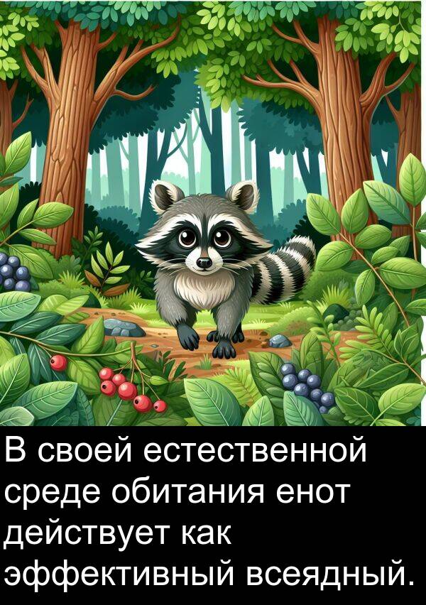 всеядный: В своей естественной среде обитания енот действует как эффективный всеядный.