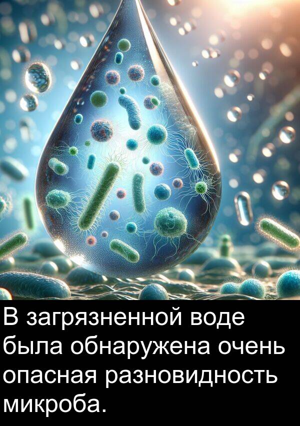 микроба: В загрязненной воде была обнаружена очень опасная разновидность микроба.