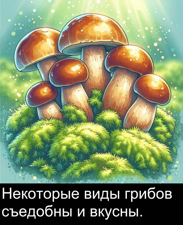 съедобны: Некоторые виды грибов съедобны и вкусны.