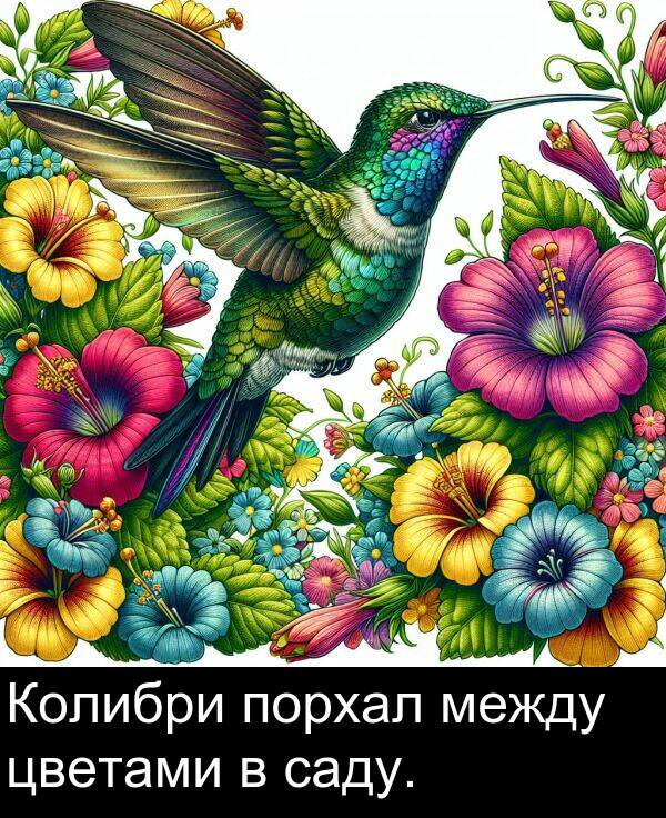 саду: Колибри порхал между цветами в саду.