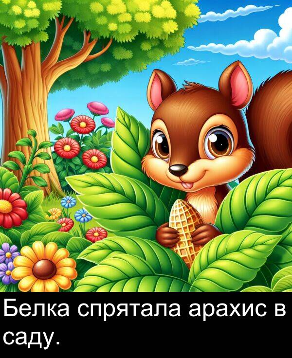 саду: Белка спрятала арахис в саду.