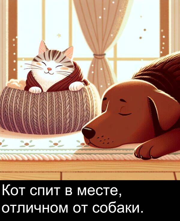 спит: Кот спит в месте, отличном от собаки.