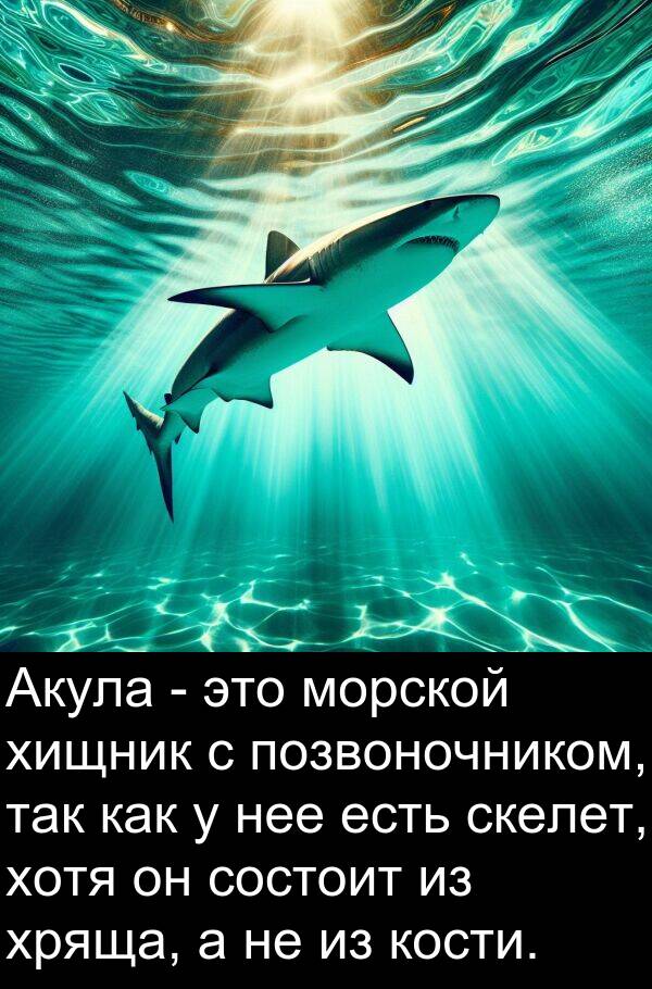 кости: Акула - это морской хищник с позвоночником, так как у нее есть скелет, хотя он состоит из хряща, а не из кости.