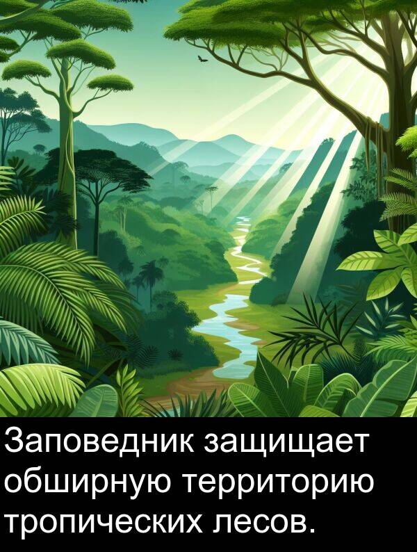 лесов: Заповедник защищает обширную территорию тропических лесов.