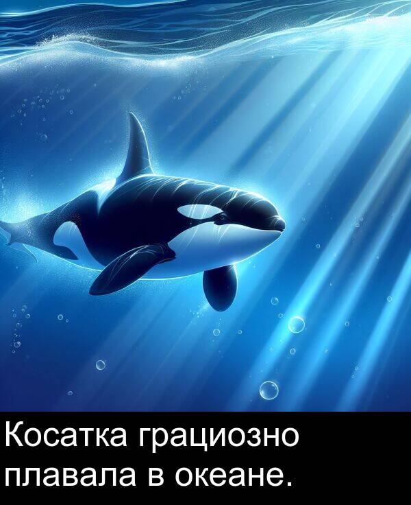 грациозно: Косатка грациозно плавала в океане.